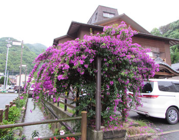写真　温泉場のハイビスカス