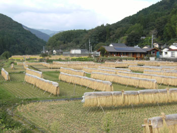 写真②掛け干し風景