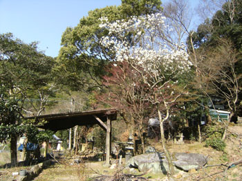 写真②辛夷の花