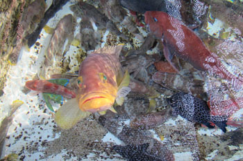 写真③生け簀に泳ぐ魚