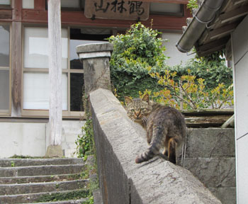 写真④小山の下で出会った猫
