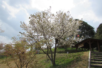 石井里山公園に咲く結麗桜