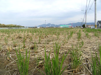写真②刈田に青い穂