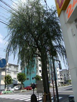 写真②見返り柳