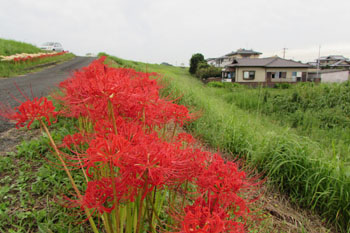 曼珠沙華