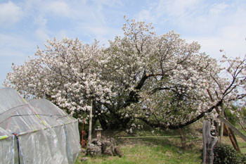写真③満開の結麗桜