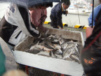 写真②魚の奪い合い