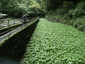写真③ワサビ田