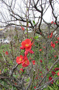 木瓜の花